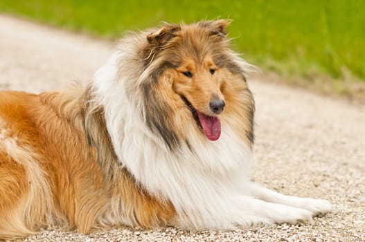 collie