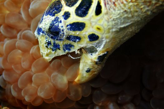 Hawksbill turtle at Phi Phi, Thailand 