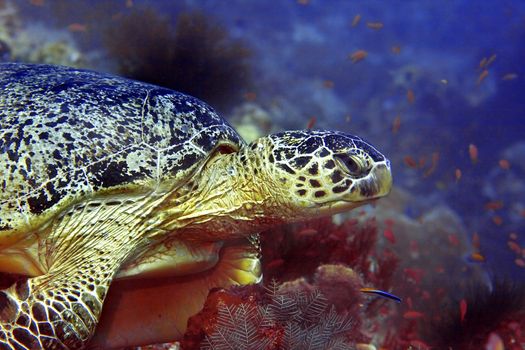 A green turtle at Sipadan, Borneo, Malaysia 