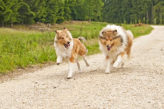collie dogs