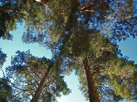 Long long trees up to the sky