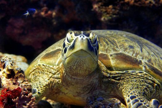 A green turtle at Sipadan, Borneo, Malaysia 