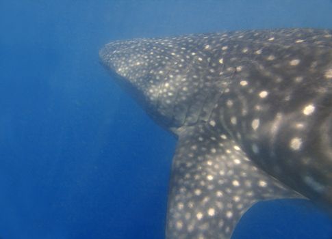 Whaleshark at Donsol, Philippines 