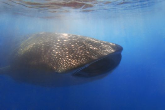 Whaleshark at Donsol, Philippines 