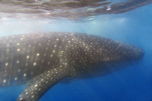 Whaleshark at Donsol, Philippines 