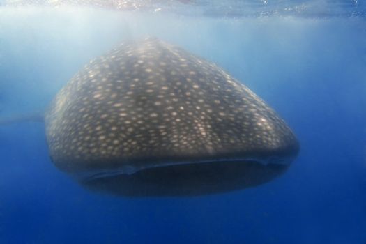 Whaleshark at Donsol, Philippines 