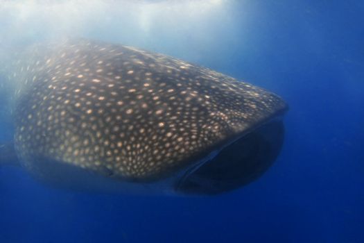 Whaleshark at Donsol, Philippines 