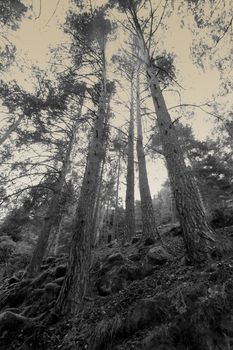 Foggy woods photographed in southern Norway 