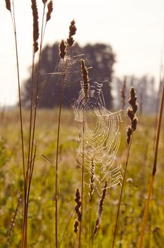 Web dewy on grass stems in early summer morning. Nature backdrop.