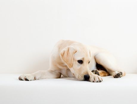 Studio portrait of a beautiful and cute labrador dog breed