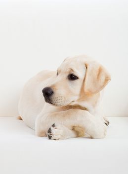 Studio portrait of a beautiful and cute labrador dog breed