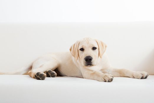 Studio portrait of a beautiful and cute labrador dog breed