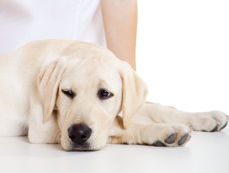 Close-up portrait of a labrador dog a with a sick face