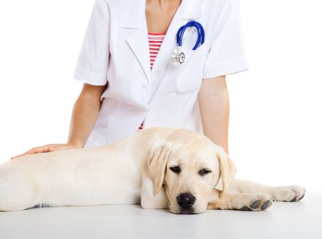 Young female veterinary taking care of a beautiful labrador dog