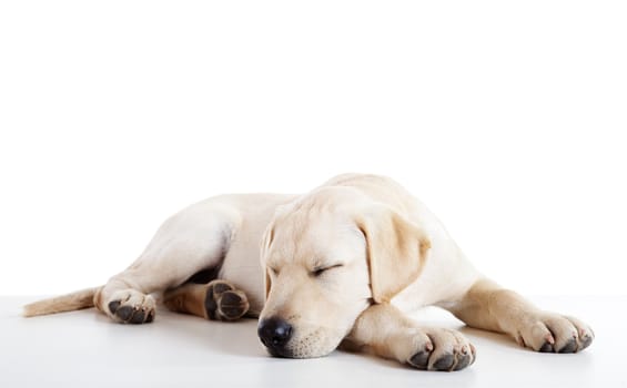 Studio portrait of a beautiful and cute labrador dog sleeping