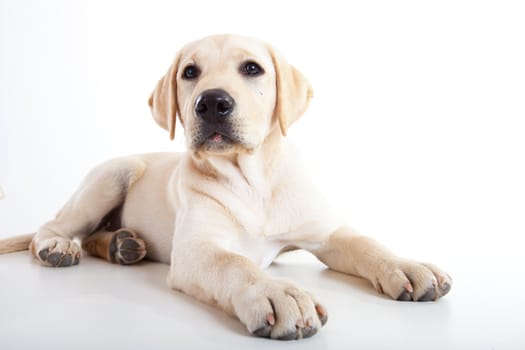 Studio portrait of a beautiful and cute labrador dog breed