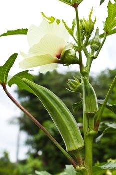 okra plant that has plenty of fruit and still flowering