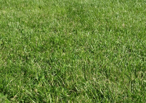 Green meadow or lawn useful as a grass background