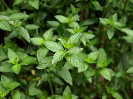Close up view of a peppermint plant