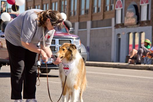 A young woman giving water to a thirsty dog at the Queen City Ex Parade