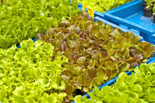 seedlings of salad