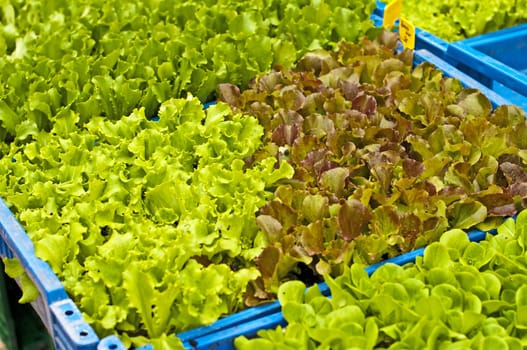 seedlings of salad