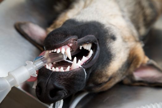 Large dog under anesthesia in veterinarian clinic