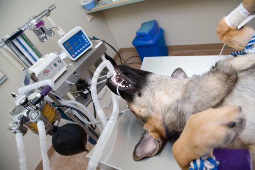 Large dog under anesthesia in veterinarian clinic