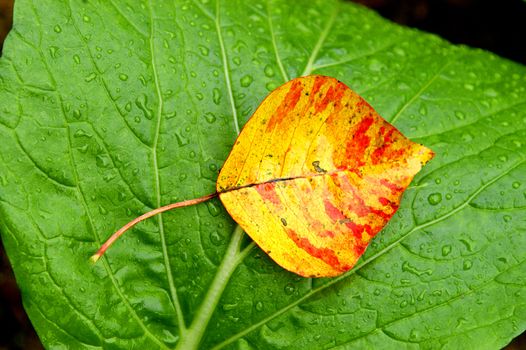 Falling leaves in autumn color