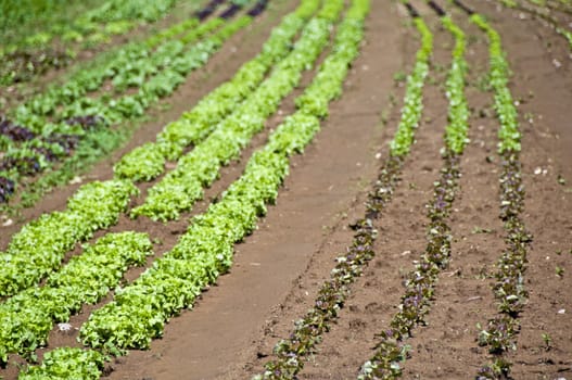 cultivation of salad and vegetables