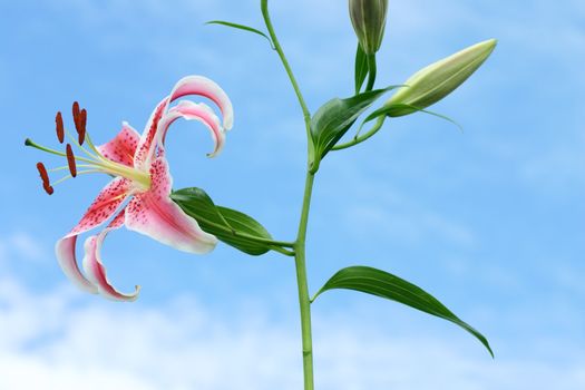 Oriental lilies are exceptionally beautiful and fragrant.  The colors and patterns on the petals of oriental lilies are vivid and unique. The plant can produce up to 5 flowers per stem.  A florists favorite for bouquets.