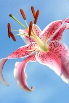 Pink oriental stargazer lily showing male (anther and stamens) and female (stigma style and carpel or pistil) rising from decorative spotted pink curling petals, bathed in soft natural sunlight against a blue sky.
