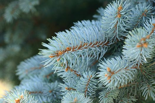 The Colorado Blue Spruce is one of the most popular garden conifers with lovely blue grey foliage