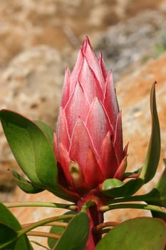 King protea bud has beautiful pink flowers with a silvery white feathery sheen. Leaves and stems are also edged in pinky red. Proteas are tough, flower most of the year and survive with minimal care but need full sun.  Long lasting flowers. Photographed at Mt Tomah Garden Australia

