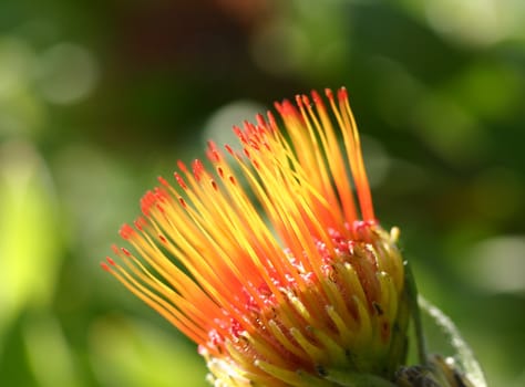 Angled view of the pincushion protea. Flower heads have a mass of styles. When the flowers are fully open the styles are extended out and look like pins bristling from a pincushion. Photographed at Mt Tomah Botanical Garden