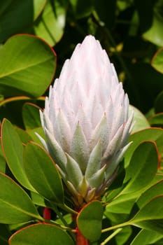 The pale pink bud of Protea cynaroides.  The bracts are covered in tiny soft hairs, which are called beards. Leaves and stems have traces of red  The Proteaceae family is almost restricted to the continental landmasses of the southern hemisphere including Australia (800 plus species), Africa (400 species), Central and South America (90 species), Madagascare, SE Asia, New Zealand, New Guinea and New Caledonia.