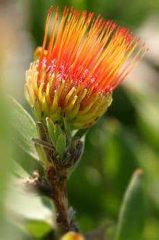 Distinctive shaped flower heads which look like a pincushion filled with pins. 
The pins are female parts (styles), and the short ribbons are anthers and stamens,  Photographed at Mt Tomah Botanical Garden
