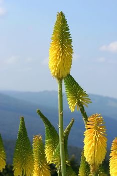 Kniphofias or red hot pokers- the common name is derived from the 6ft flower spike, which looks like the glowing poker used in open fires.  Kniphofias come in a range of colours including red, orange and yellow to almost lime green and white or a combination of these colours.  Photographed at Mt Tomah Botanical garden.