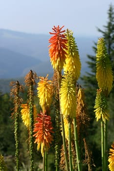 A selection of tall red hot pokers (kniphofia).  Kniphofias come in a range of colours including red, orange and yellow to almost lime green and white or a combination of these colours.  Photographed at Mt Tomah Botanical garden.