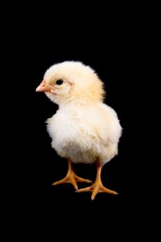 A cute and small baby chicken, isolated on a black background.