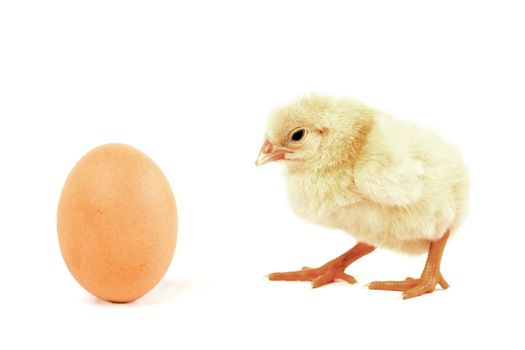 A cute and small baby chicken, isolated on a white background looking at an egg.