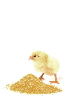 A cute and small baby chicken, isolated on a white background next to food.