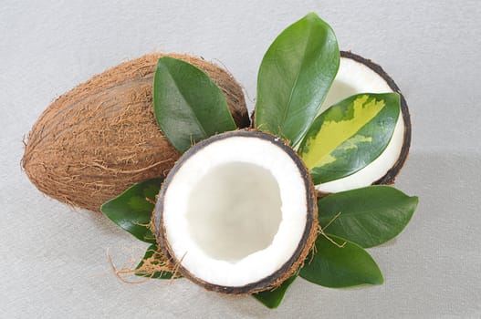 Unsealed coconut with green plant