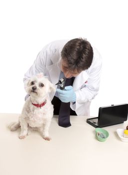 A veterinarian begins a checkup on a dog