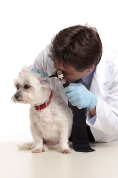 A veterinarian checking the ears of a small white maltese terrier