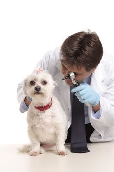 A veterinarian inspects a pet dogs ears during a checkup