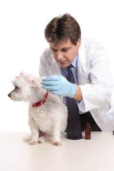 A male vet administering a dose of medicine drops into a dog's ears.  Focus to dog.
