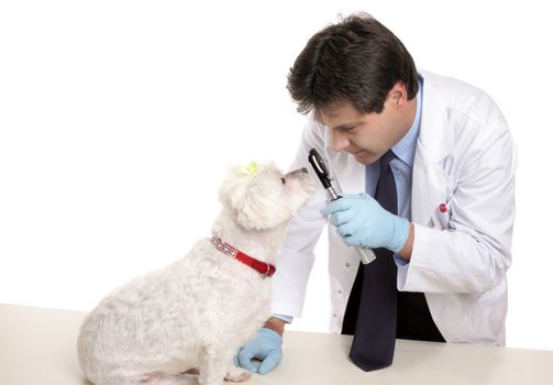 A veterinarian using an instrument to look into a maltese terrier dog's eyes.