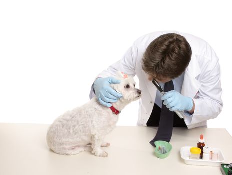 A maltese terrier receives a checkup at a veterinary clinic.
