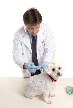 Veterinarian about to give a  small dog an injection.  white background.